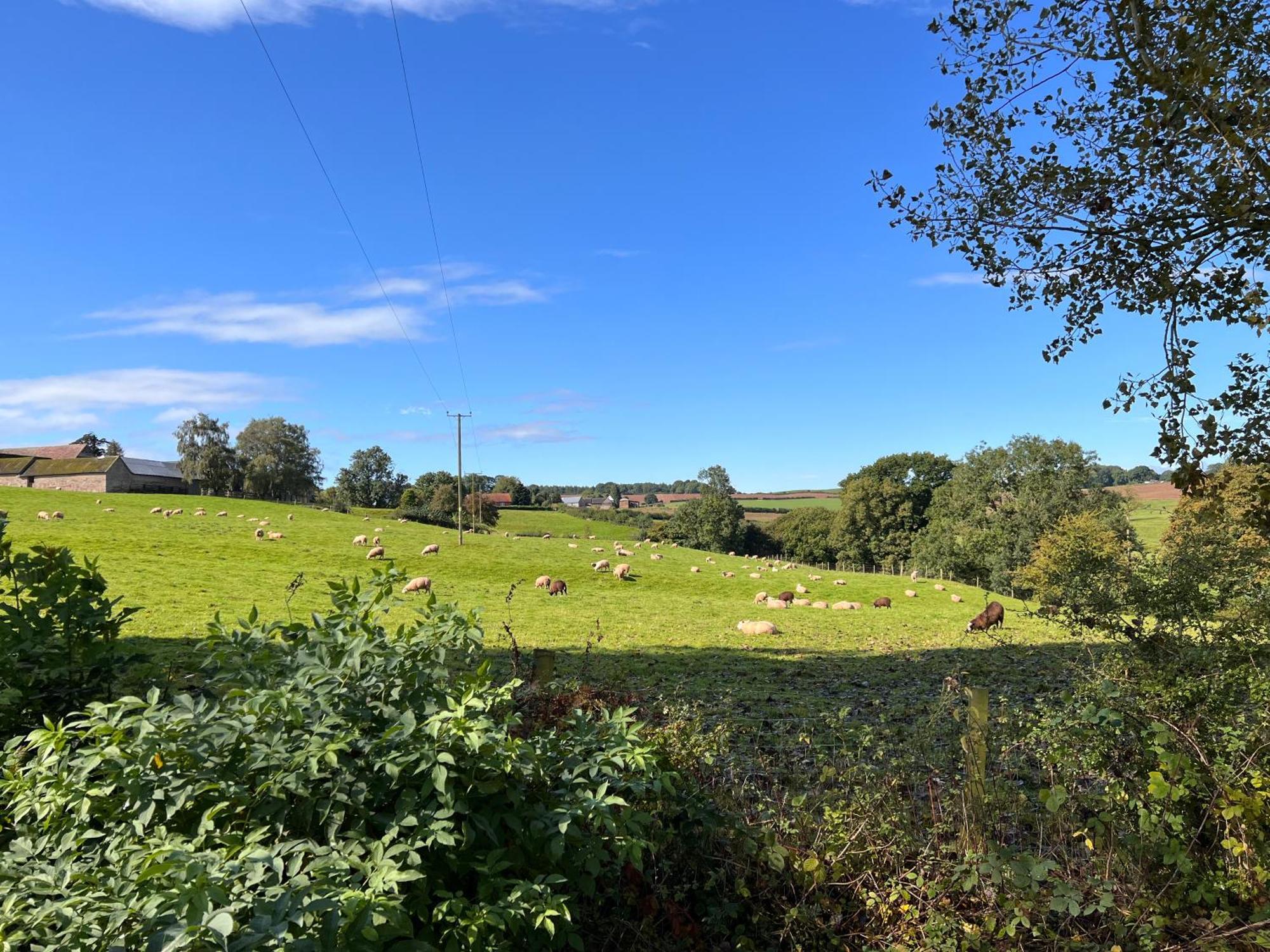 Beautiful Cabins In Herefordshire Countryside Exteriör bild